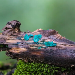 Reino Fungi en Futaleufú
