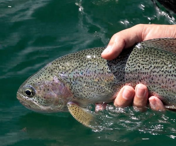 fly-fishing_4