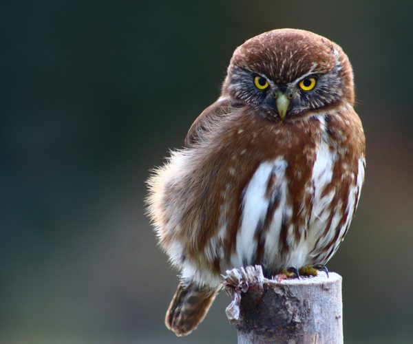 nativo-expediciones-futaleufu_aves_1