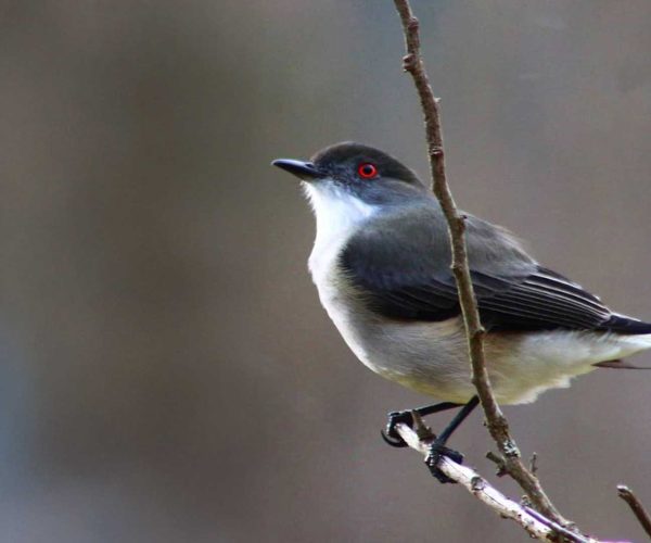 nativo_expediciones_avistamiento_de_aves_13