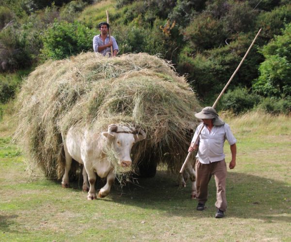 turismo-rural-en-futaleufu_6
